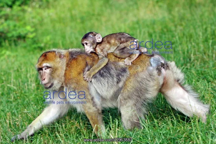 : Barbary Macaque - baby & adult : Barbary Macaque - baby & adult