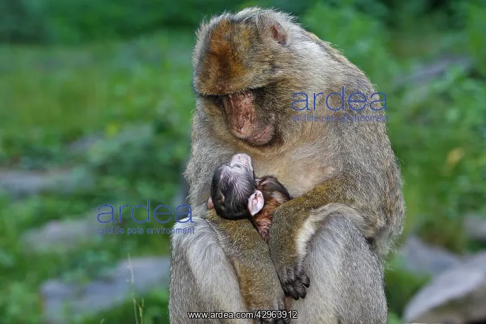 : Barbary Macaque - baby & adult : Barbary Macaque - baby & adult