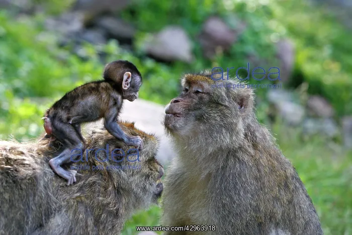 : Barbary Macaque - baby & adult : Barbary Macaque - baby & adult