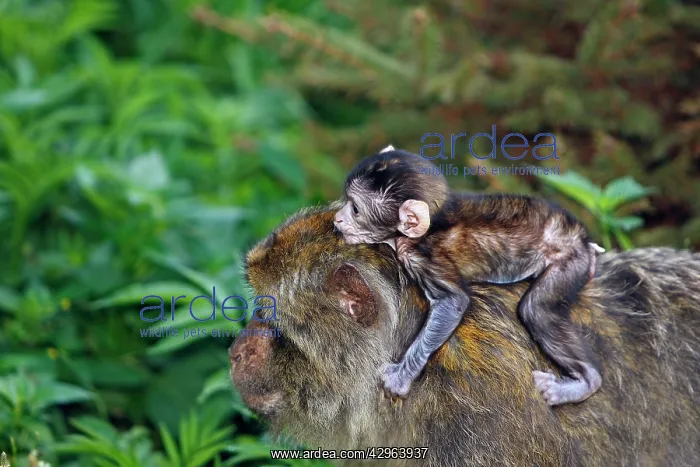 : Barbary Macaque - baby & adult : Barbary Macaque - baby & adult