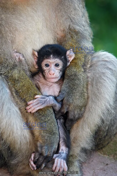 : Barbary Macaque - baby & adult : Barbary Macaque - baby & adult