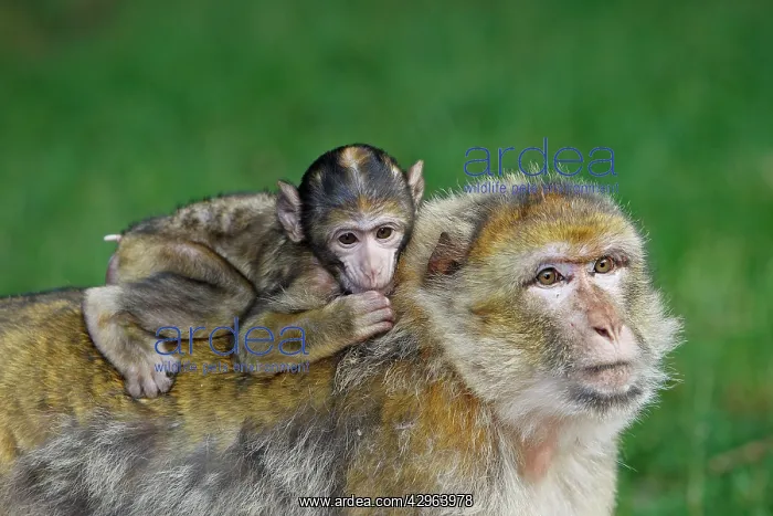 : Barbary Macaque - baby & adult : Barbary Macaque - baby & adult