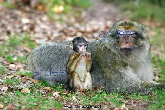 : Barbary Macaque - baby & adult : Barbary Macaque - baby & adult