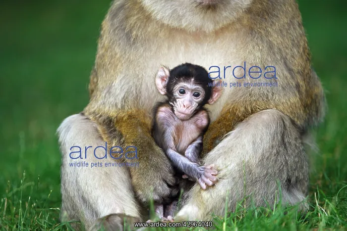 : Barbary Macaque - baby & adult : Barbary Macaque - baby & adult