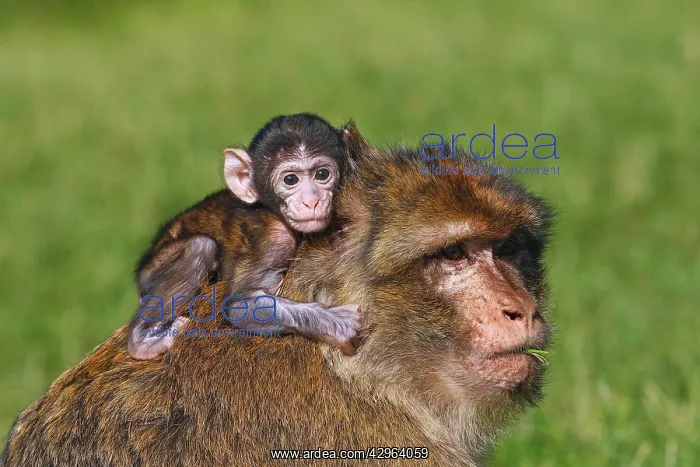 : Barbary Macaque - baby & adult : Barbary Macaque - baby & adult