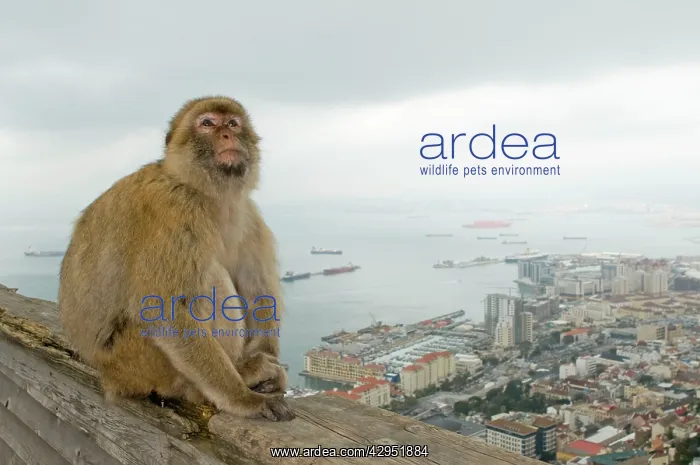 : Barbary Macaque / Barbary Ape - in habitat : Barbary Macaque / Barbary Ape - in habitat
