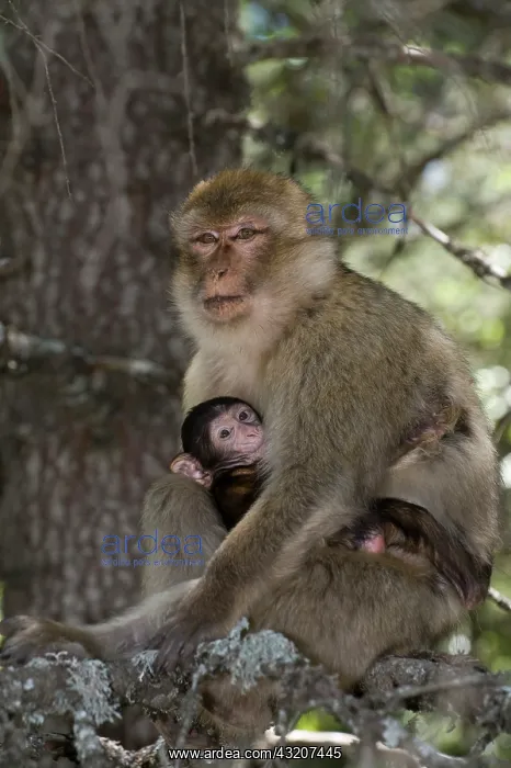 : Barbary Macaque or Barbary Ape (Macaca sylvanus) : Barbary Macaque or Barbary Ape (Macaca sylvanus)