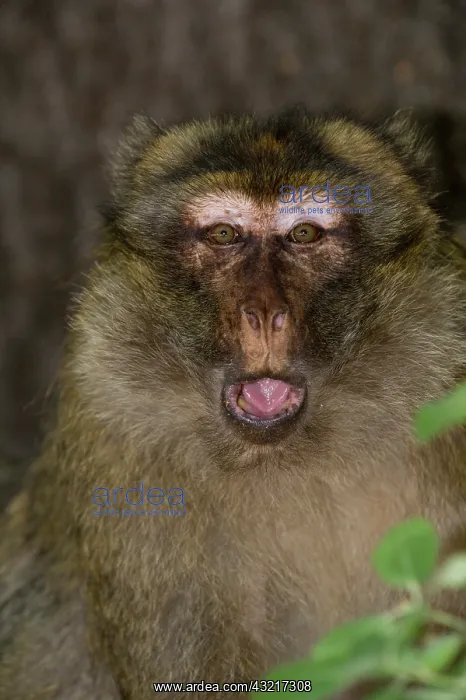 : Barbary Macaque or Barbary Ape (Macaca sylvanus) : Barbary Macaque or Barbary Ape (Macaca sylvanus)