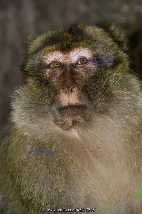 : Barbary Macaque or Barbary Ape (Macaca sylvanus) : Barbary Macaque or Barbary Ape (Macaca sylvanus)