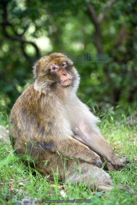 : Barbary Macaque or Barbary Ape (Macaca sylvanus) : Barbary Macaque or Barbary Ape (Macaca sylvanus)