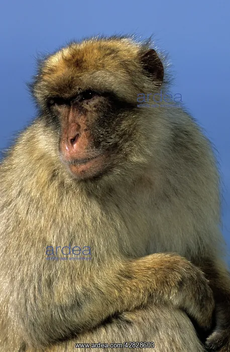 : Barbary Macaque / Barbary Ape / Rock Ape : Barbary Macaque / Barbary Ape / Rock Ape