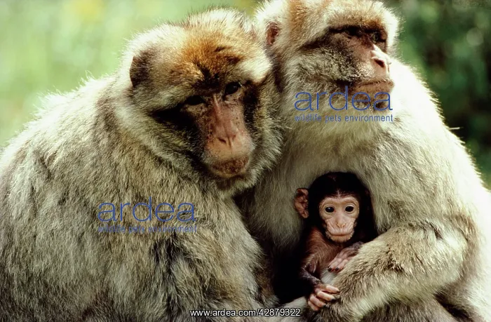 : Barbary Macaque / Barbary Ape / Rock Ape : Barbary Macaque / Barbary Ape / Rock Ape