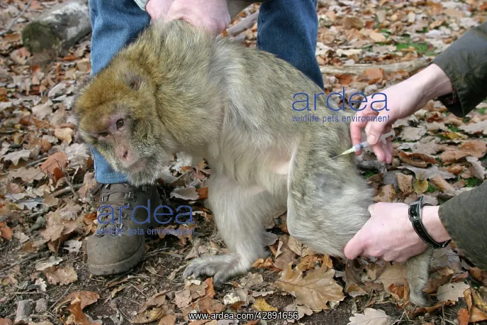 : Barbary Macaque / Barbary Ape / Rock Ape - being : Barbary Macaque / Barbary Ape / Rock Ape - being