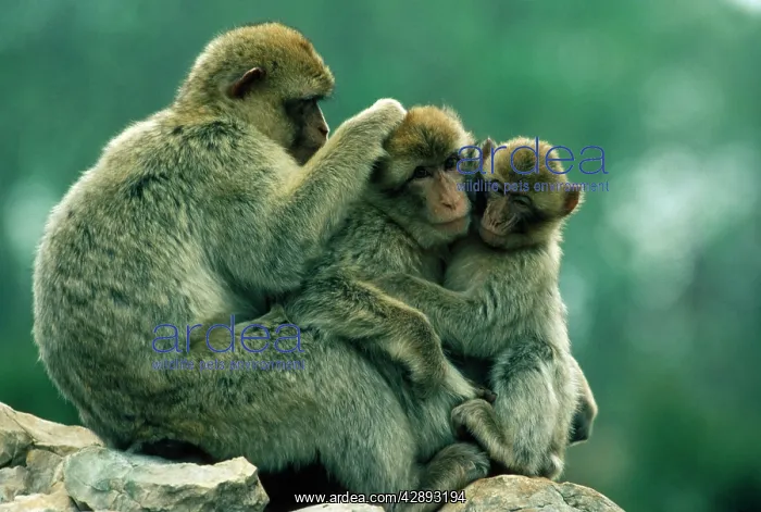  : Barbary Macaque  /  Barbary Ape  /  Rock Ape