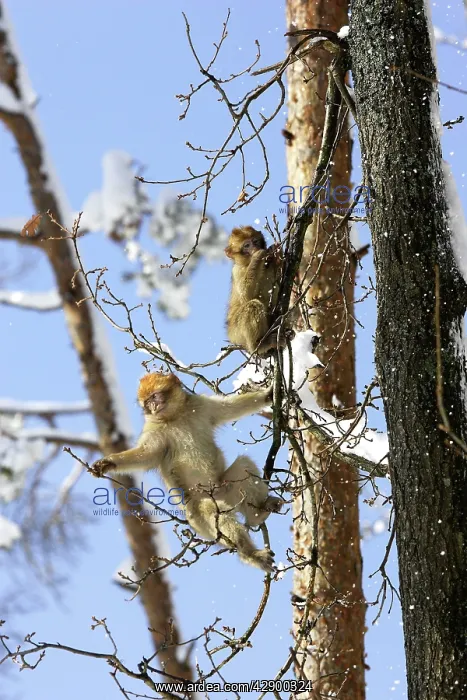 : Barbary Macaque / Barbary Ape / Rock Ape - two : Barbary Macaque / Barbary Ape / Rock Ape - two
