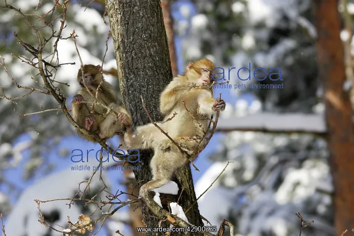 : Barbary Macaque / Barbary Ape / Rock Ape - two : Barbary Macaque / Barbary Ape / Rock Ape - two