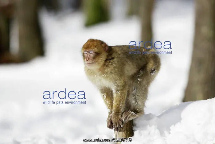 : Barbary Macaque / Barbary Ape / Rock Ape - with : Barbary Macaque / Barbary Ape / Rock Ape - with