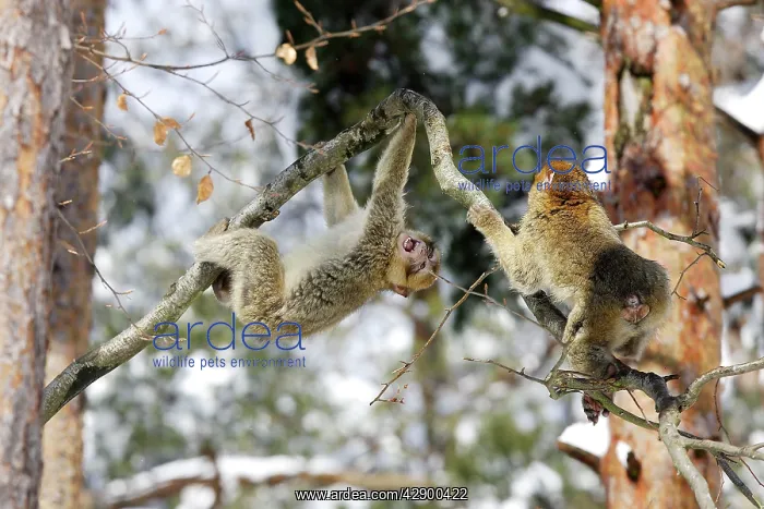 : Barbary Macaque / Barbary Ape / Rock Ape - two : Barbary Macaque / Barbary Ape / Rock Ape - two