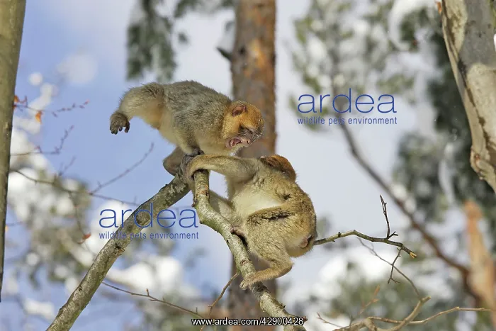 : Barbary Macaque / Barbary Ape / Rock Ape - two : Barbary Macaque / Barbary Ape / Rock Ape - two