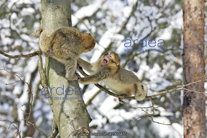 : Barbary Macaque / Barbary Ape / Rock Ape - two : Barbary Macaque / Barbary Ape / Rock Ape - two