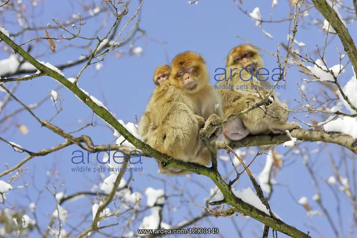: Barbary Macaque / Barbary Ape / Rock Ape - three : Barbary Macaque / Barbary Ape / Rock Ape - three