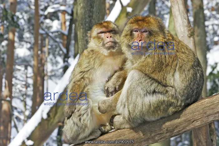  : Barbary Macaque  /  Barbary Ape  /  Rock Ape - two