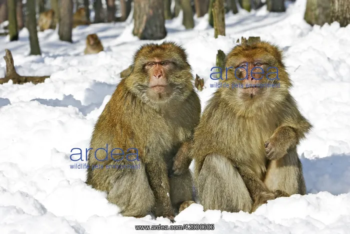 : Barbary Macaque / Barbary Ape / Rock Ape - two : Barbary Macaque / Barbary Ape / Rock Ape - two