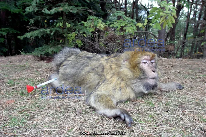 : Barbary Macaque / Barbary Ape / Rock Ape - with : Barbary Macaque / Barbary Ape / Rock Ape - with
