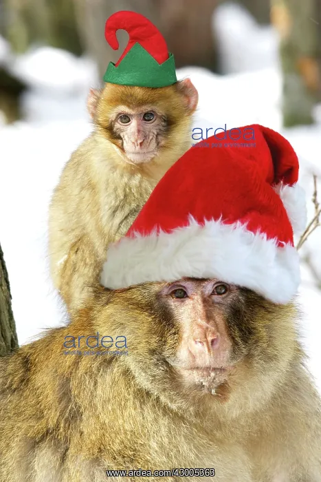 : Barbary Macaque Barbary Ape Rock Ape : Barbary Macaque Barbary Ape Rock Ape