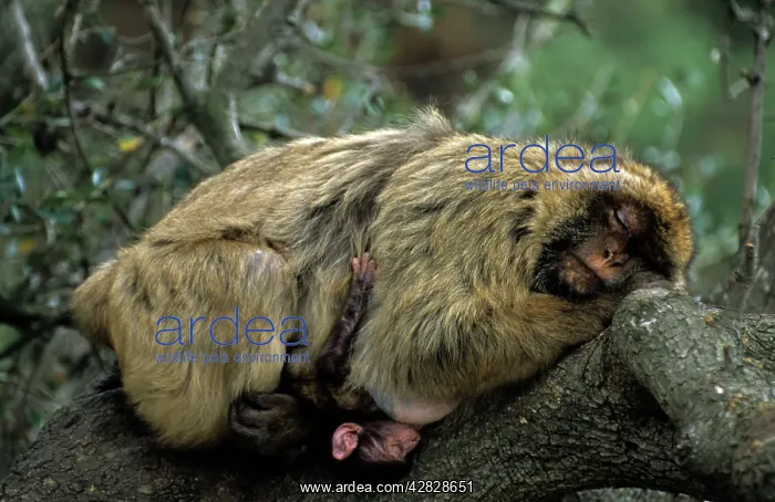 : Barbary Macaque / Barbary Ape / Rock Ape - Adult : Barbary Macaque / Barbary Ape / Rock Ape - Adult