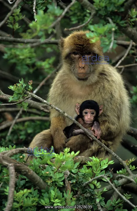: Barbary Macaque / Barbary Ape / Rock Ape - Adult : Barbary Macaque / Barbary Ape / Rock Ape - Adult