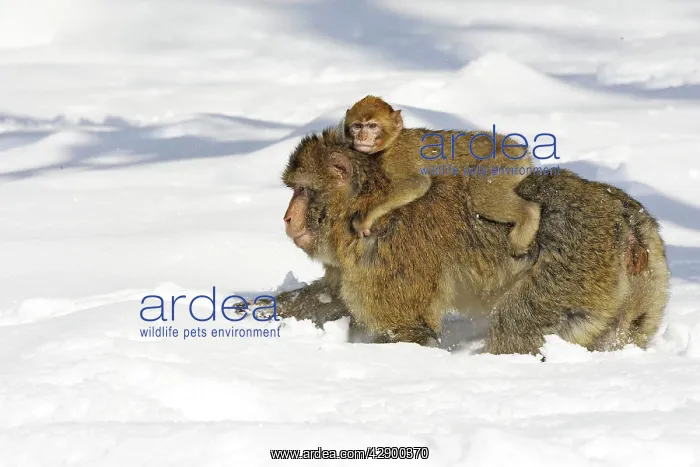 : Barbary Macaque / Barbary Ape / Rock Ape - adult : Barbary Macaque / Barbary Ape / Rock Ape - adult