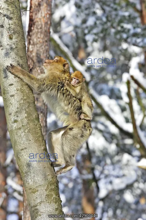 : Barbary Macaque / Barbary Ape / Rock Ape - adult : Barbary Macaque / Barbary Ape / Rock Ape - adult