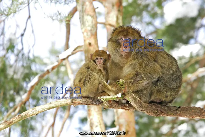 : Barbary Macaque / Barbary Ape / Rock Ape - adult : Barbary Macaque / Barbary Ape / Rock Ape - adult