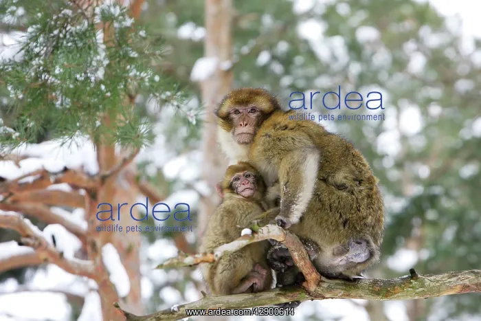 : Barbary Macaque / Barbary Ape / Rock Ape - adult : Barbary Macaque / Barbary Ape / Rock Ape - adult