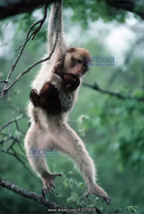 : Barbary Macaque / Barbary Ape / Rock Ape - adult : Barbary Macaque / Barbary Ape / Rock Ape - adult