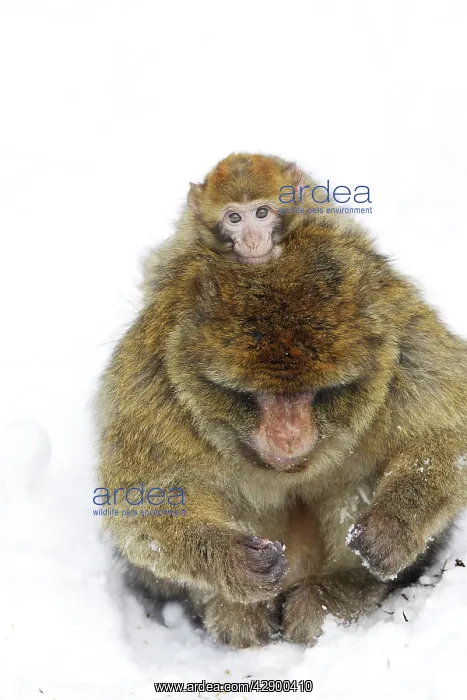 : Barbary Macaque / Barbary Ape / Rock Ape - adult and baby : Barbary Macaque / Barbary Ape / Rock Ape - adult and baby