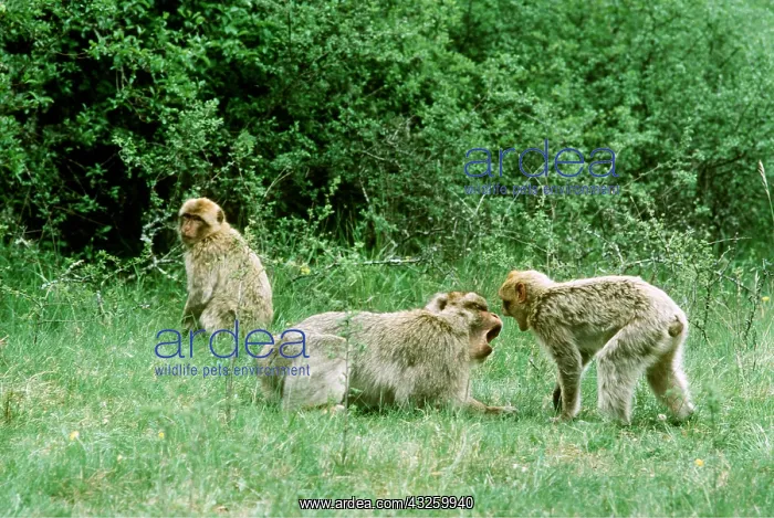 : Barbary Macaque / Barbary Ape / Rock Ape - aggressive : Barbary Macaque / Barbary Ape / Rock Ape - aggressive