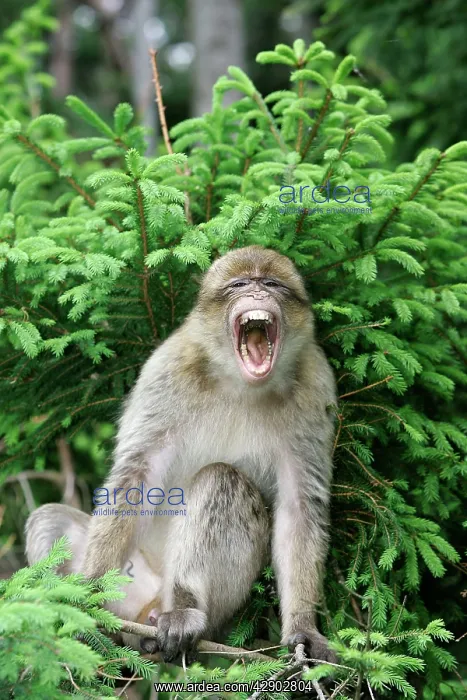 : Barbary Macaque / Barbary Ape / Rock Ape - calling : Barbary Macaque / Barbary Ape / Rock Ape - calling