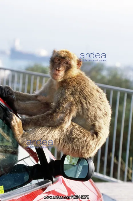 : Barbary Macaque / Barbary Ape / Rock Ape - On car mirror : Barbary Macaque / Barbary Ape / Rock Ape - On car mirror