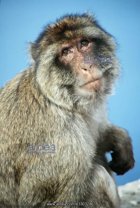 : Barbary Macaque / Barbary Ape / Rock Ape - close-up facing : Barbary Macaque / Barbary Ape / Rock Ape - close-up facing
