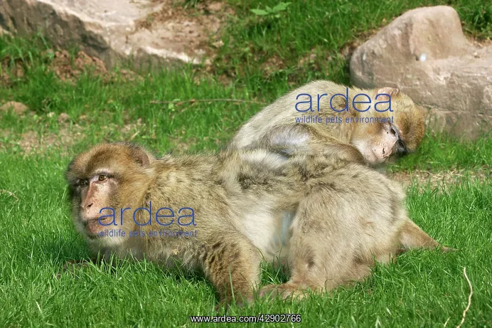 : Barbary Macaque / Barbary Ape / Rock Ape - female : Barbary Macaque / Barbary Ape / Rock Ape - female