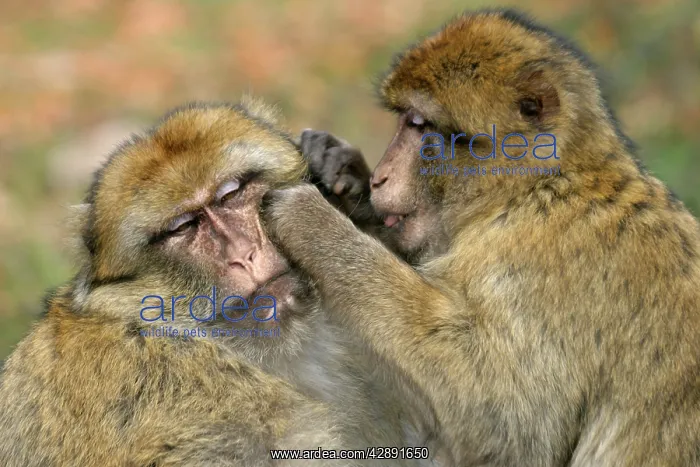 : Barbary Macaque / Barbary Ape / Rock Ape - two grooming : Barbary Macaque / Barbary Ape / Rock Ape - two grooming