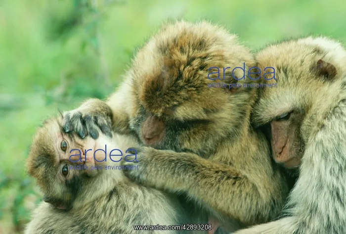 : Barbary Macaque / Barbary Ape / Rock Ape - Grooming : Barbary Macaque / Barbary Ape / Rock Ape - Grooming