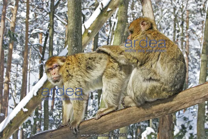 : Barbary Macaque / Barbary Ape / Rock Ape - two grooming : Barbary Macaque / Barbary Ape / Rock Ape - two grooming