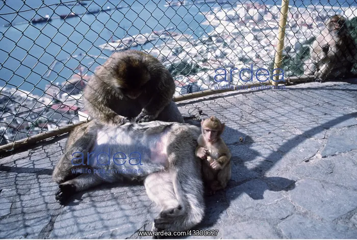 : Barbary Macaque / Barbary Ape / Rock Ape - grooming : Barbary Macaque / Barbary Ape / Rock Ape - grooming