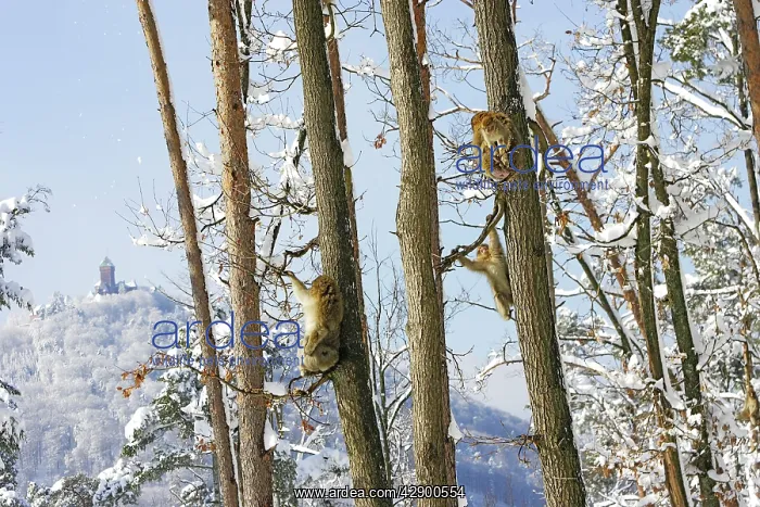 : Barbary Macaque / Barbary Ape / Rock Ape - group : Barbary Macaque / Barbary Ape / Rock Ape - group