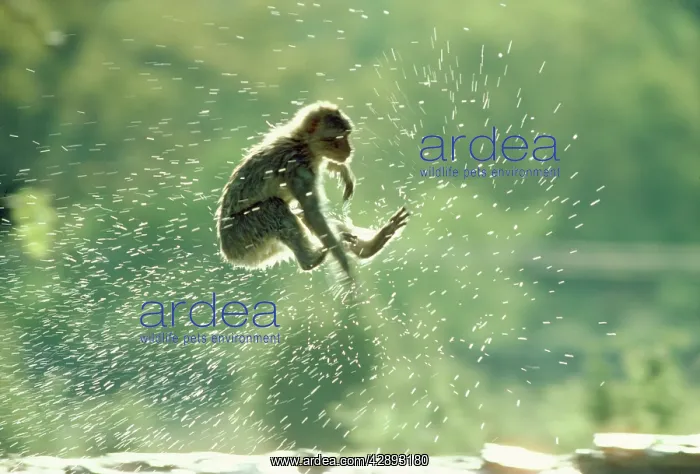 : Barbary Macaque / Barbary Ape / Rock Ape - leaping : Barbary Macaque / Barbary Ape / Rock Ape - leaping