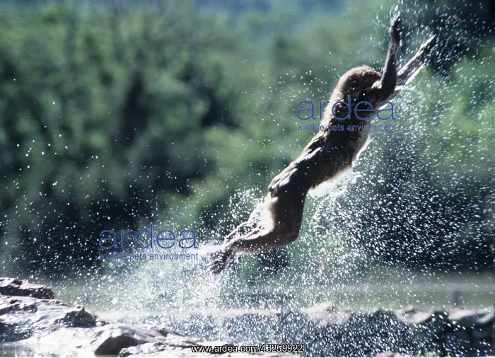 : Barbary Macaque / Barbary Ape / Rock Ape - leaping : Barbary Macaque / Barbary Ape / Rock Ape - leaping