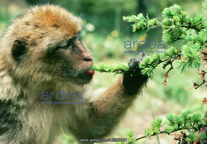  : Barbary Macaque  /  Barbary Ape  /  Rock Ape - Licking